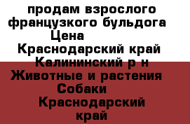 продам взрослого французкого бульдога › Цена ­ 8 000 - Краснодарский край, Калининский р-н Животные и растения » Собаки   . Краснодарский край